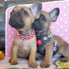 Photo №1. bouledogue - à vendre en ville de Diffin | 379€ | Annonce №111113