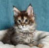 Photo №1. maine coon - à vendre en ville de Delft | Gratuit | Annonce № 100088