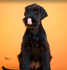 Photo №1. schnauzer géant - à vendre en ville de Ниш | négocié | Annonce №122222