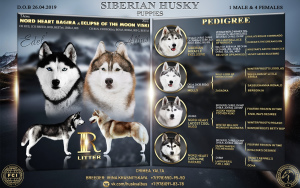 Photo №1. husky de sibérie - à vendre en ville de Sébastopol | Négocié | Annonce №3030