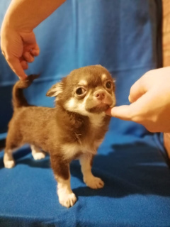 Photo №1. chihuahua - à vendre en ville de Tula | 284€ | Annonce №3873