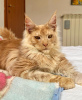 Photo №4. Je vais vendre maine coon en ville de Berlin.  - prix - 284€