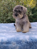 Photo №1. schnauzer géant - à vendre en ville de Belgrade | négocié | Annonce №123325