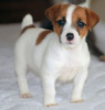 Photo №1. jack russell terrier - à vendre en ville de Tel Aviv | 946€ | Annonce №50407