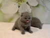 Photo №3. Les chatons Scottish Fold sont maintenant disponibles à la vente. Allemagne