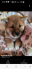 Photos supplémentaires: Shiba Inu, enregistrements ZKwP