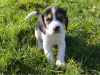 Photo №2 de l'annonce № 51140 de la vente beagle - acheter à Allemagne 