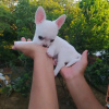 Photo №3. chiots chihuahua à vendre Business WhatsApp 37256062792. La finlande