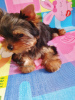 Photos supplémentaires: Fille célibataire du Yorkshire Terrier à vendre, muselière pour bébé.