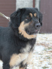 Photo №2 de l'annonce № 24383 de la vente buryat wolfhound mongol - acheter à Fédération de Russie éleveur