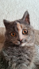 Photos supplémentaires: Nous recherchons un foyer pour le chaton Iriska !