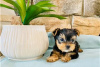 Photo №3. Teacup Yorkshire Terrier Puppy en adoption gratuite. Allemagne