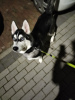 Photo №1. husky de sibérie - à vendre en ville de Varsovie | négocié | Annonce №41274