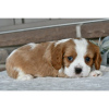 Photo №3. Cavalier King Charles Spaniel disponible. USA