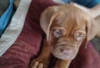 Photo №1. dogue de bordeaux - à vendre en ville de Berlin | Gratuit | Annonce №126929