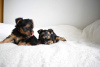 Photos supplémentaires: Chiots Yorkshire Terrier vaccinés à adopter maintenant