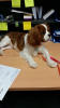 Photo №1. cavalier king charles spaniel - à vendre en ville de Афины | négocié | Annonce №42039