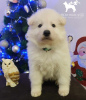 Photo №3. Chiots Berger Blanc Suisse. Serbie