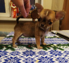 Photo №2 de l'annonce № 105045 de la vente chihuahua, chien chinois à crête - acheter à Allemagne éleveur