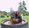 Photos supplémentaires: Chiots Yorkshire Terrier
