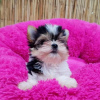 Photo №1. yorkshire terrier - à vendre en ville de Cardiff | 370€ | Annonce №121636