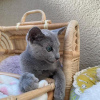 Photo №3. Chatons bleus russes à vendre Business WhatsApp 37256062792. Belgique