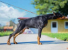 Photo №1. dobermann - à vendre en ville de Бачка-Паланка | négocié | Annonce №106136