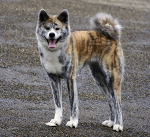 Photo №1. Service d'accouplement - race: akita (chien). Prix - 600€
