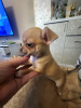 Photo №3. Chihuahua femelle. Serbie