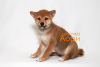 Photo №4. Je vais vendre shiba en ville de Москва. éleveur - prix - négocié