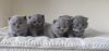 Photo №1. british shorthair - à vendre en ville de Heidelberg | 350€ | Annonce № 108588