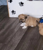 Photo №1. lhassa apso - à vendre en ville de Berlin | 350€ | Annonce №107511