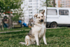 Photo №4. Je vais vendre chien bâtard en ville de Москва. annonce privée - prix - Gratuit