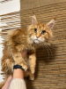 Photo №1. maine coon - à vendre en ville de Kristinestad | 700€ | Annonce № 90288