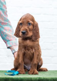 Photo №1. setter irlandais rouge - à vendre en ville de Moscou | 644€ | Annonce №1741