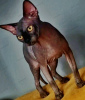 Photos supplémentaires: Sphynx Show Quality et pour l'élevage de chaton noir