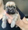 Photo №2 de l'annonce № 53167 de la vente shih tzu - acheter à USA annonce privée