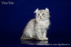 Photo №3. Un chaton de race rare American Curl.. Fédération de Russie