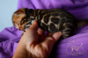 Photos supplémentaires: Chatons Bengal d'un éleveur