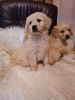 Photo №4. Je vais vendre golden retriever en ville de Vilovo. éleveur - prix - 150€