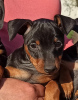 Photo №4. Je vais vendre pinscher miniature en ville de Kiev. annonce privée, de la fourrière - prix - 448€