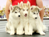 Photos supplémentaires: Nous proposons à la vente des chiots de la race Siberian Husky, issus de parents