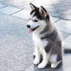 Photo №1. husky de sibérie - à vendre en ville de Varna | négocié | Annonce №111777