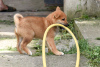 Photo №3. Chiots Shiba Inu. Serbie