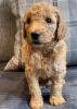 Photo №4. Je vais vendre golden retriever en ville de Texas City. annonce privée - prix - 828€