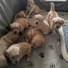 Photo №4. Je vais vendre golden retriever en ville de Heilbronn. annonce privée - prix - 400€