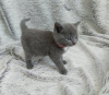 Photo №2 de l'annonce № 123661 de la vente british shorthair - acheter à Allemagne annonce privée