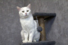 Photo №3. Le chat blond Zephyr cherche de toute urgence un foyer. Biélorussie