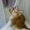 Photo №3. Chatons Maine Coon en bonne santé avec pedigree pour adoption. Allemagne