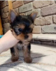 Photo №4. Je vais vendre yorkshire terrier en ville de Bremen. annonce privée - prix - 265€